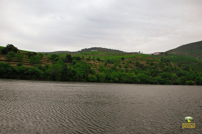 1-Hour Rabelo Boat Trip in Pinhão - Positive Reviews