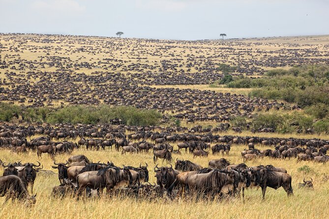 10-DAY Serengeti Wildebeest Migration Safari From Arusha - Included Accommodation and Meals