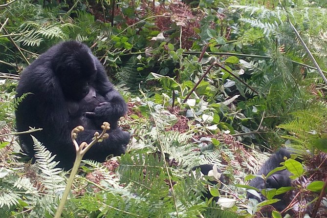 10 Days Uganda Gorilla & Chimpanzee Trekking Safari - Meeting and Pickup