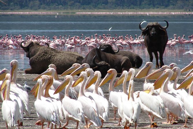 2 Day Tour Lake Nakuru, Hell S Gate & Lake Naivasha From Nairobi - Day 1: Lake Nakuru