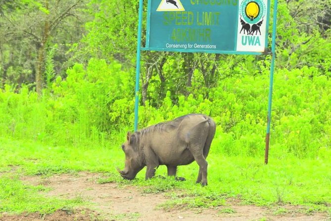 2 Days Popular Safari to Lake Mburo National Park - Pickup and Meeting Details