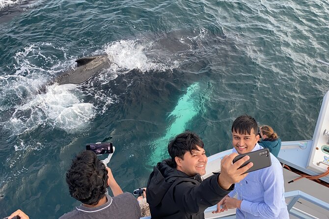 2 Hours Guided Whale and Bird Boat Tour in Bay Bulls - Accessibility and Restrictions