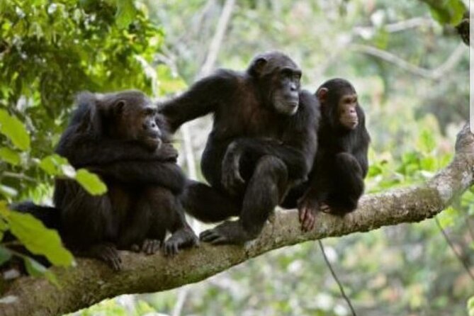 3 Days Gorilla Trekking Safari Tour in Uganda - Transportation and Guide