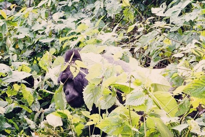 3 Days Gorilla Trekking Safari - Pickup and Drop-off