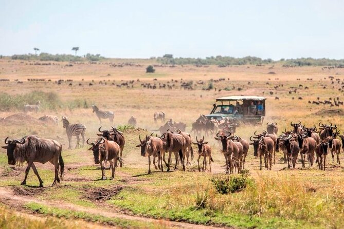 3 Days Mara Jambo Shared Safari Adventure - Confirmation and Participation