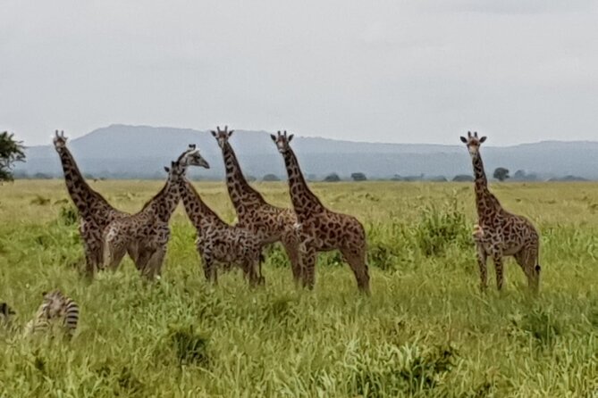 3 Days Nyerere NP [Selous GR] Game, Walking and Boat - Meeting and Pickup