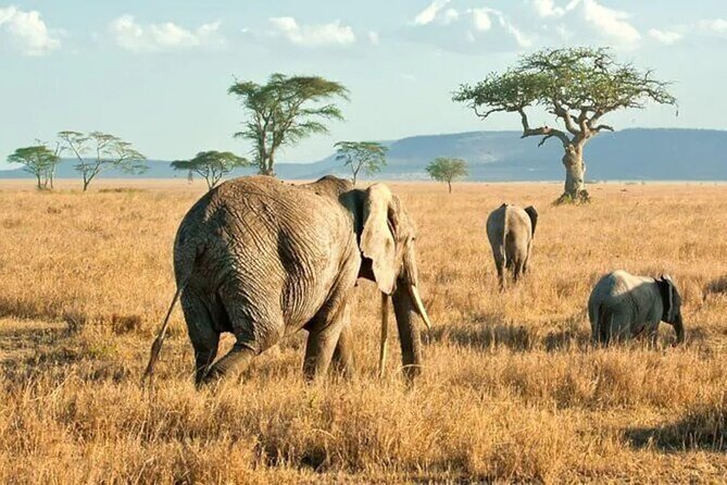 3 Days Safari to Serengeti National Park & Ngorongoro Crater in Tanzania - Private Safari Vehicle Experience