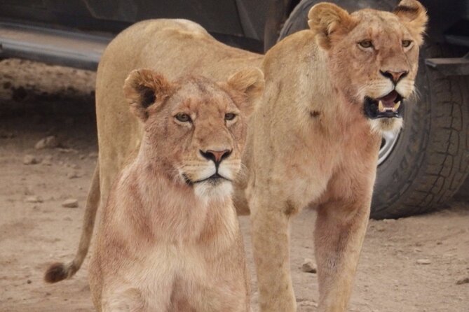 4-Day Safari From Arusha: Tarangire, Serengeti and Ngorongoro - Guided Safari Experience