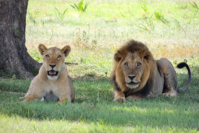 4-Day Tour in Lake Nakuru, Lake Naivash, Masai Mara From Nairobi - Itinerary Overview