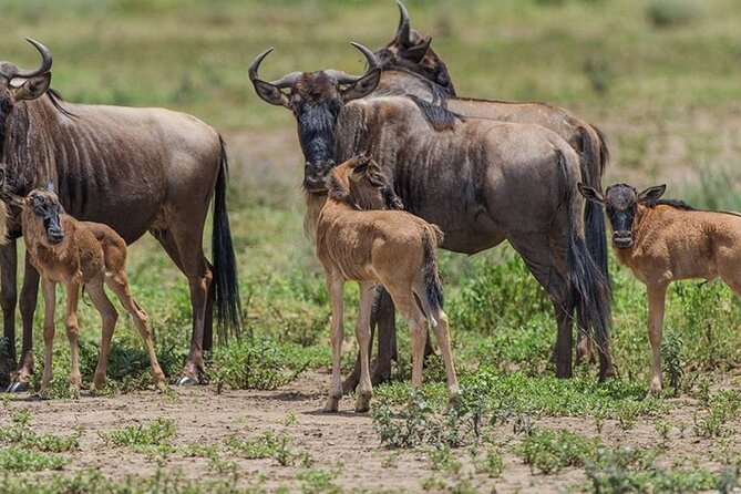 4 Days Lodges Serengeti, Ngorongoro Crater & Visiting Maasai - Maasai Village Tour