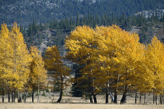 4 Hours Private Tour in Kootenay Plains Trails - Cancellation Policy