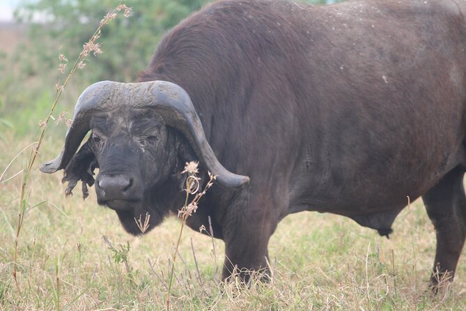 5-Day Highlights Mid-Range Crater, Serengeti, Tarangire - Accommodation Offerings