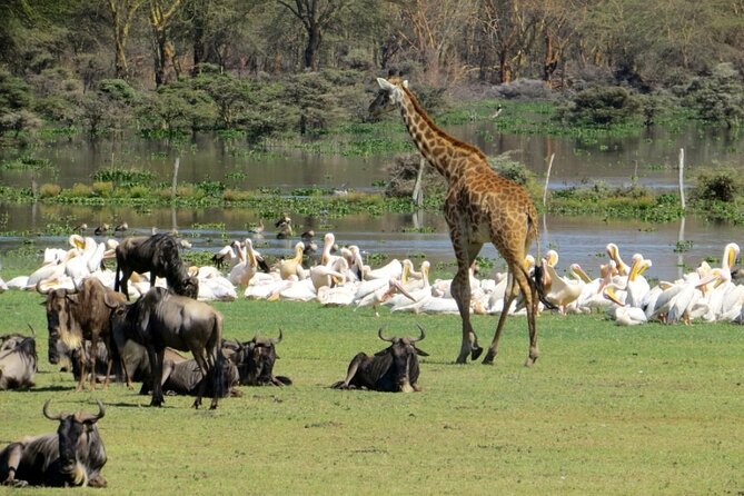 5-Day Masai Mara Lake Nakuru and Naivasha Small-group Safari Tour - Meeting and Pickup