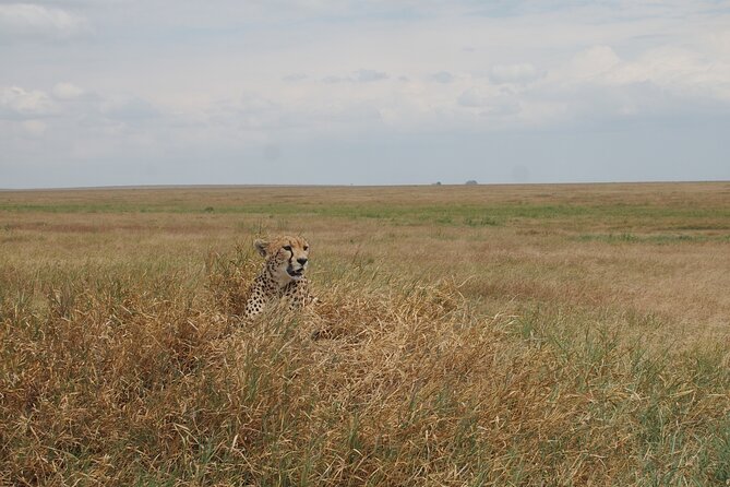 5 Days Tanzania Camping Safari - Serengeti National Park