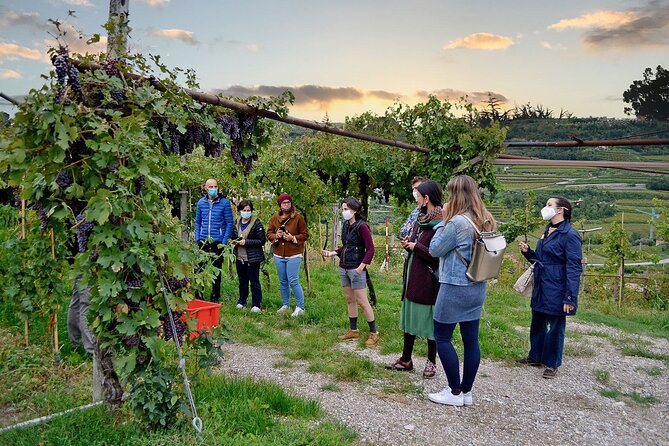 6 Wine Tasting in Valpolicella Classica: the Cradle of Amarone - Exploring Valpolicella Classico