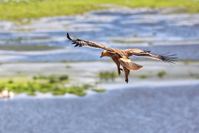 6days Masai Mara-Lake Nakuru via Lake Naivasha-Amboseli 4x4 Jeep Safari - Wildlife Sightings