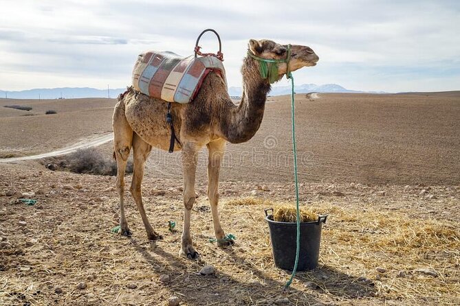 Agafay Desert - Quad Camel and Dinner Show - Amenities and Accessibility