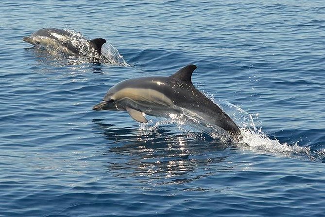 Algarve Jeep Safari and Boat Tour - Full Day Mountains & Dolphins - Accessibility and Recommendations