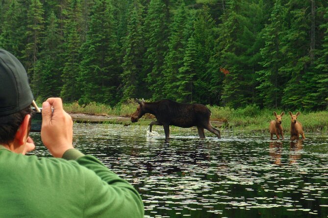 Algonquin Park 4-Day Luxury Moose/Beaver/Turtle Camping & Canoeing Adventure - Stargazing Under the Milky Way