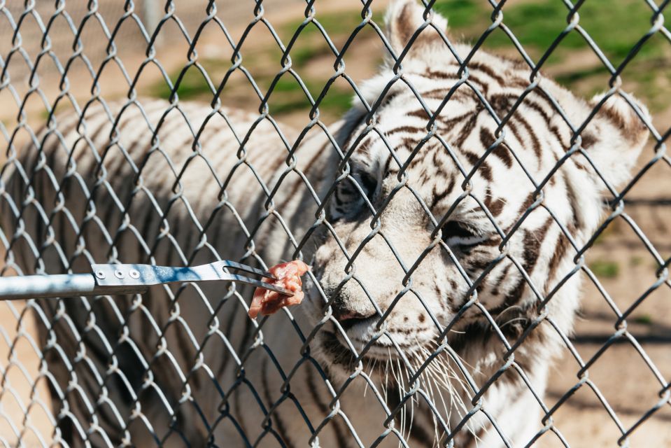 Alpine: Lions Tigers & Bears Sanctuary Visit and Tour - Inclusions