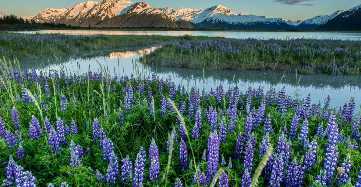 Anchorage: Turnagain Arm Highlights Photography Day Trip - Photographing Wildlife and Glaciers