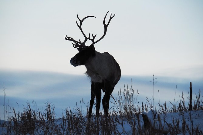 Arctic Day: Yukon Wildlife & Hot Springs Tour | Half Day - Confirmation and Cancellation Policy