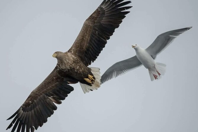 Arctic Fjordcruise & Safari in Tromso With Luxury Catamaran - Tour Duration and Capacity