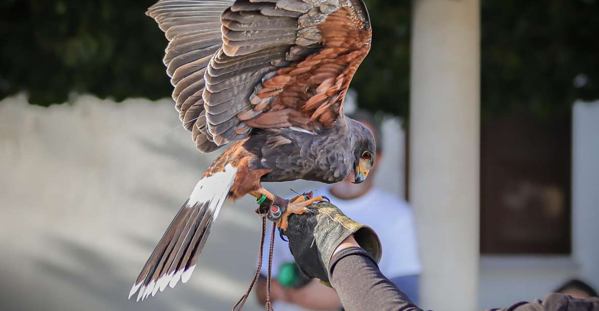 Armação De Pêra/Albufeira: Hawk Walk With a Harris Hawk - Location and Setting