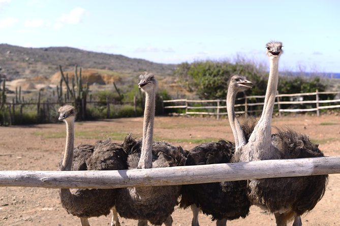 Aruba Ostrich Farm Tour With Lunch - Speed and Defense Mechanisms