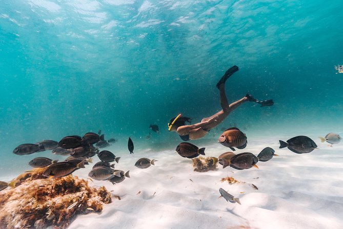 Aruba Sail and Snorkel With Crafted Cocktails - Marine Sanctuary and Shipwreck