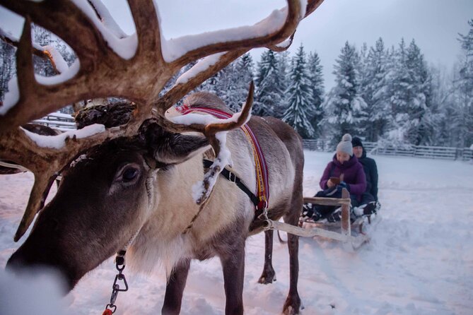 Authentic Reindeer Farm Experience in Rovaniemi - Sleigh-Driving on Snow