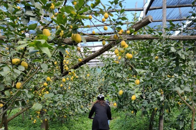 Backroads & Limoncello Experience: Sorrento E-Bike Tour - Lemon Farm Visit