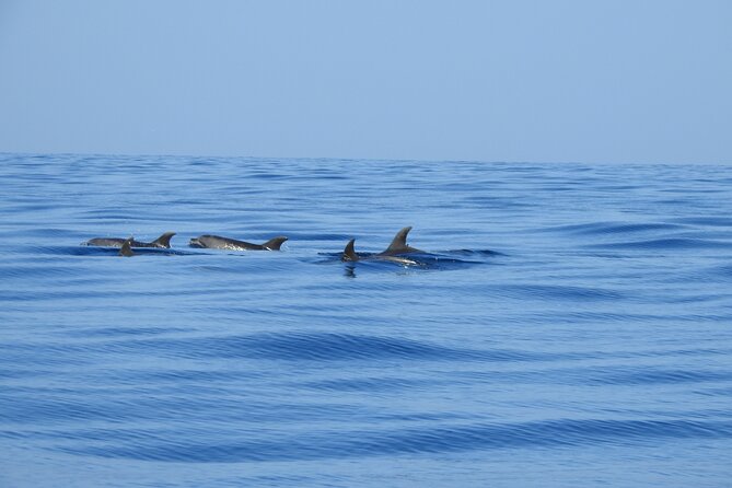 Be Whale Wise - Silent Whale & Dolphin Watching in a Small Group - Confirmation and Accessibility