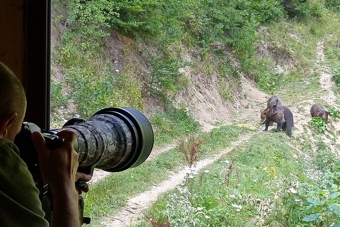 Bear Watching Experience Near Brasov - Logistical Considerations