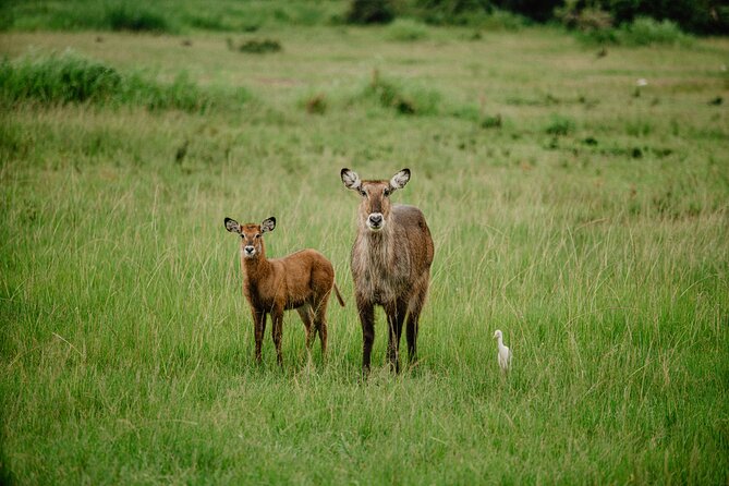 Big 5 Safari Day Trip - Exclusions