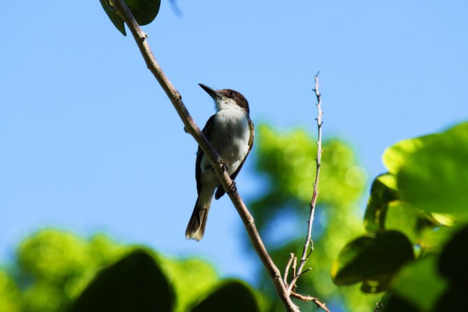 Bird Feeding Sanctuary, Montego Bay Highlights and Columbus Park Day Adventure - Pricing and Cancellation Policy