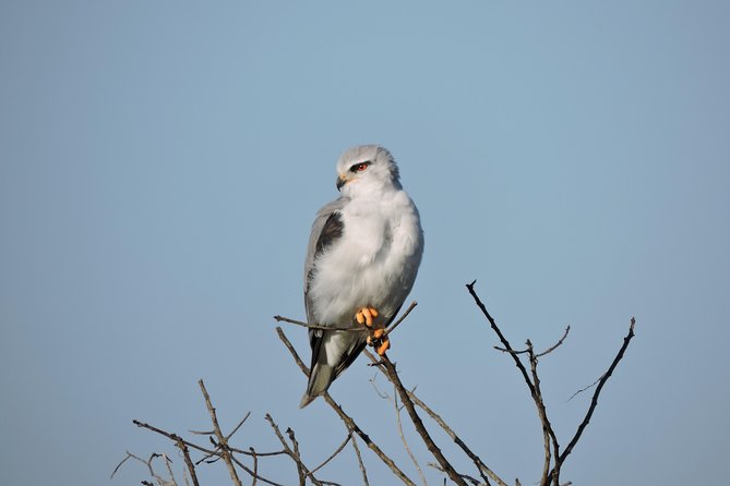 Birdwatching in Cape Town - Pickup Information