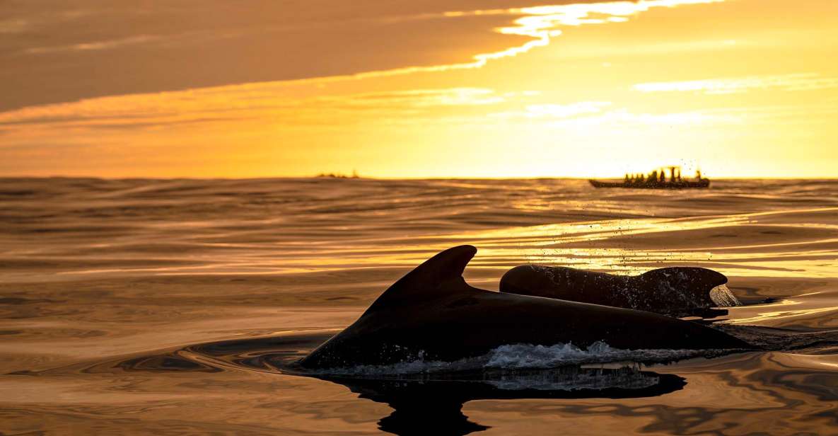 Bleik: Whale Watching by Speedboat With Puffins and Muffins - Included Features of the Tour