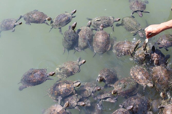 Bodrum Turtle Beach Tour With Mud Baths & King Tombs - Health and Safety Guidelines