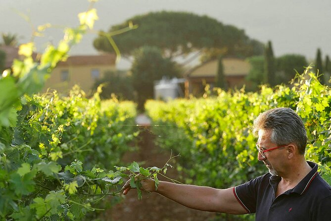 Bolgheri: Premium Wine Tasting With Winery Tour - Monovarietal Wine Offerings