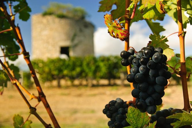 Bordeaux Médoc Region Private Wine Lovers Tour With Chateau Visits & Tastings - Grape Varieties