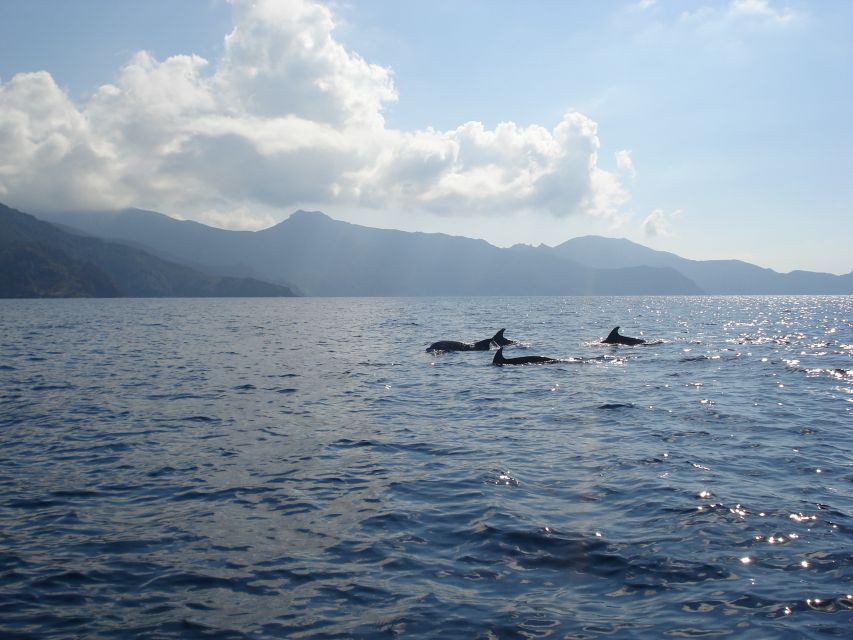 Calvi: Private Speedboat Tour to Wild Beaches With Aperitif - Exploring Alga Beach and the West Coast