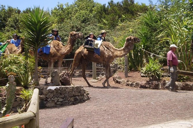 Camel Riding Tour at El Tanque, Tenerife - Meeting Point and Operating Hours