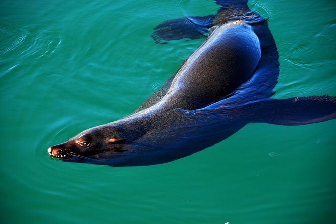 Cape of Good Hope & Penguin Small Group Tour From Cape Town - Pickup Information