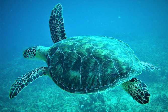 CAPTAIN ALANS 4hr -3 Islands-snorkeling-turtles-beach ADVENTURE - Additional Information