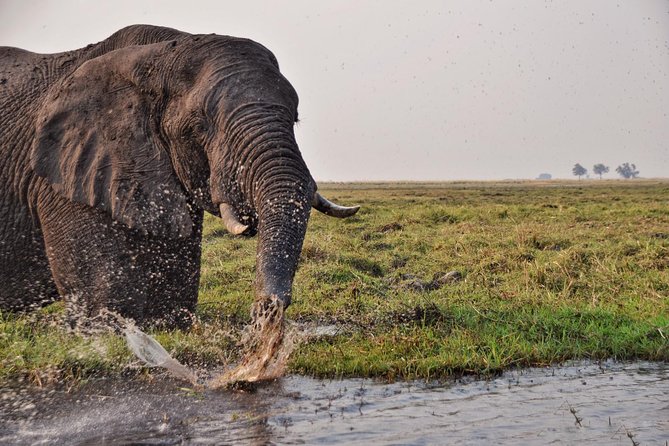 Chobe 3hr Sunset Boat Cruise - Refreshments and Fees