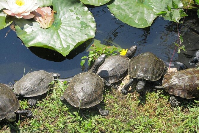 Corsica A Cupulatta Turtle Park Skip the Line Admission Ticket - Visitor Experiences and Amenities