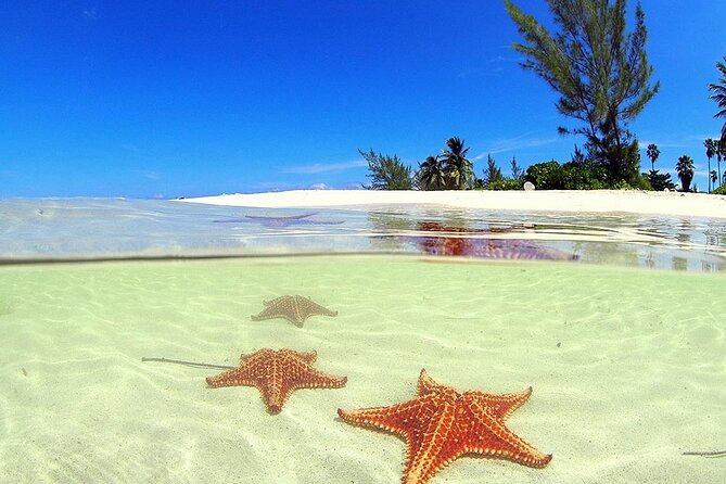 Cruise Ship Shore Tour - Stingray City, Reef Snorkel and Starfish - Tour Policies and Restrictions