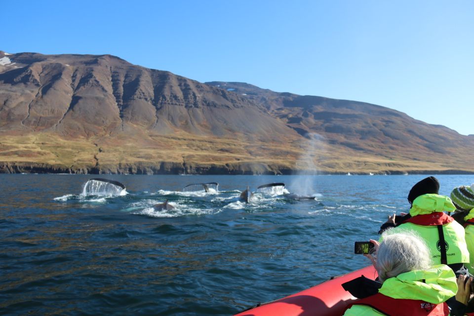 Dalvík: Whale Watching Speedboat Tour - Inclusions