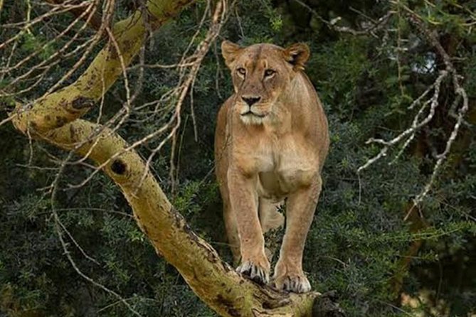 Day Tour To Lake Nakuru Park With Optional Boat Ride on Lake Naivasha - Lake Naivasha Boat Ride